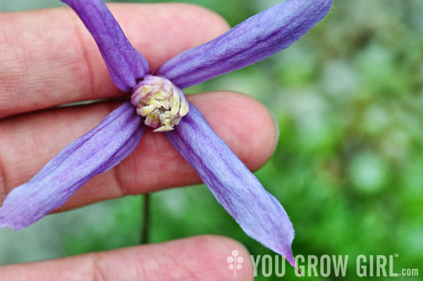 clematis_columbiana