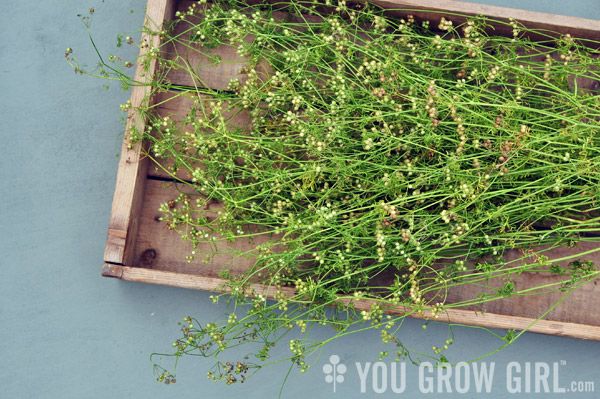 Homegrown Coriander