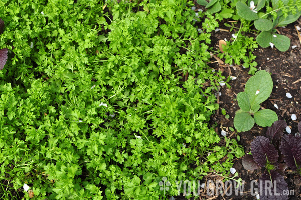 Garden Cress