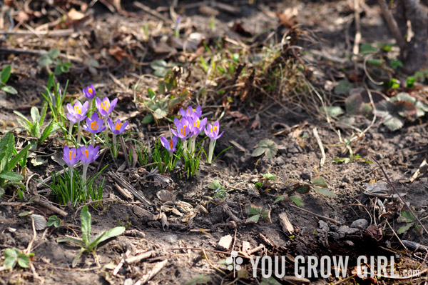 crocus_underplanting