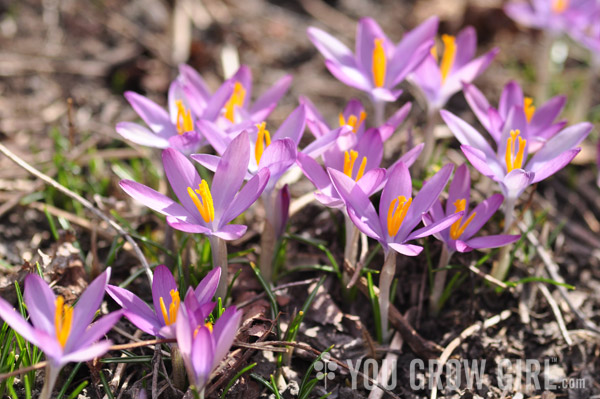 crocus_yalta