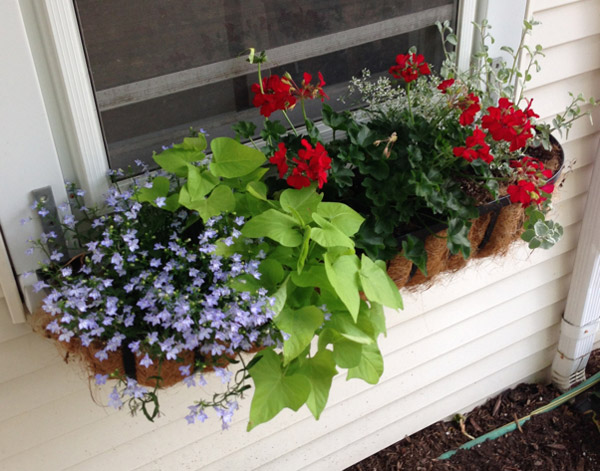 delia_windowbox