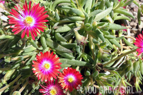 Delosperma Jewel of Desert Garnet Iceplant