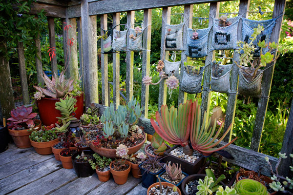 Potted Succulents in Derek Powazek San Francisco Garden