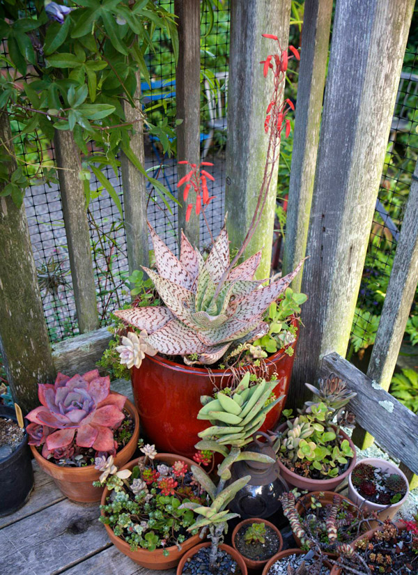 Derek Powazek Potted Succulents