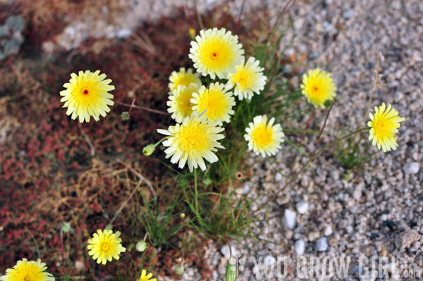 desert dandelions