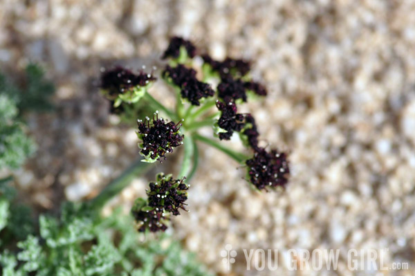 Desert Parsley Lomatium