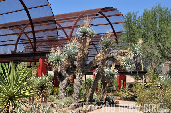 desert botanical garden