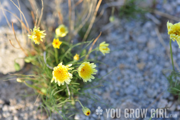 desert dandelions