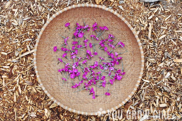 dianthus harvest