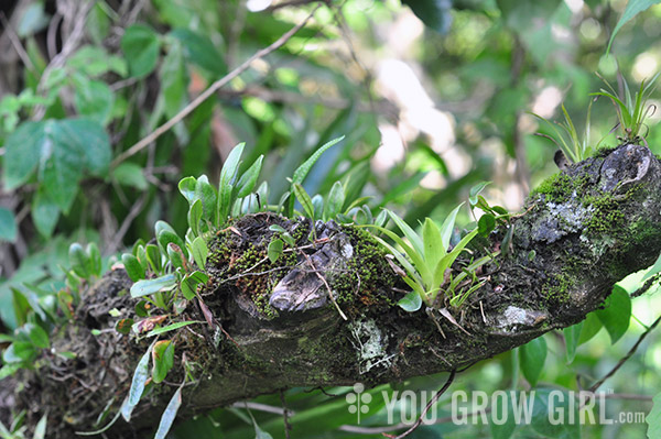 dominica5_epiphytes