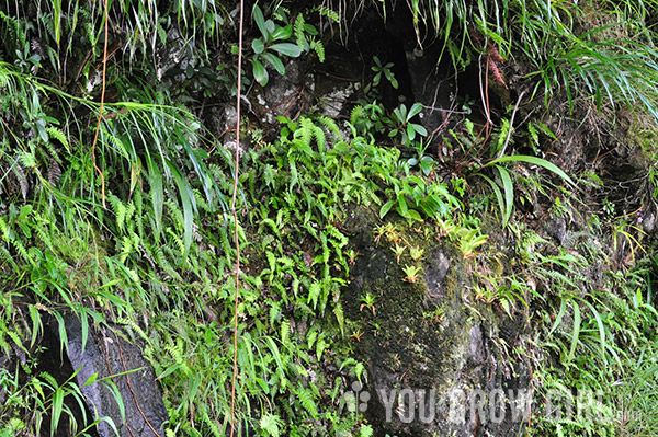 dominica5_livingwall2