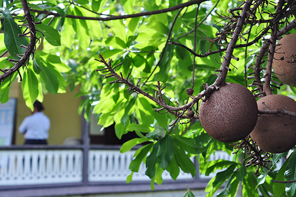 dominica8_cannonballtree