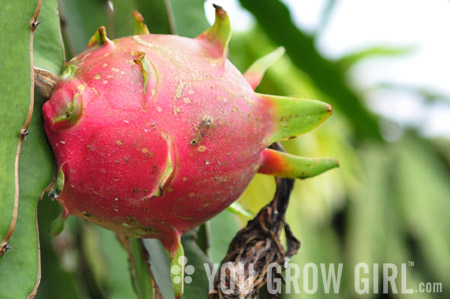 Dragon Fruit Cactus – Carlo's Plant Farm