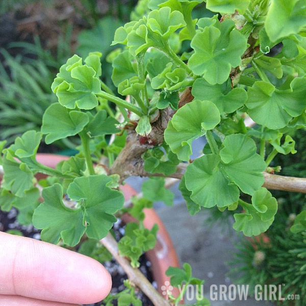 dwarfginkgo