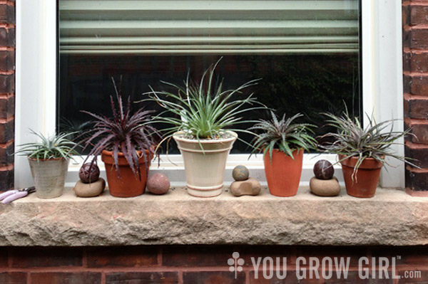 potted dyckia on a windowsill