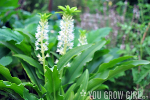 eucomis_pot2