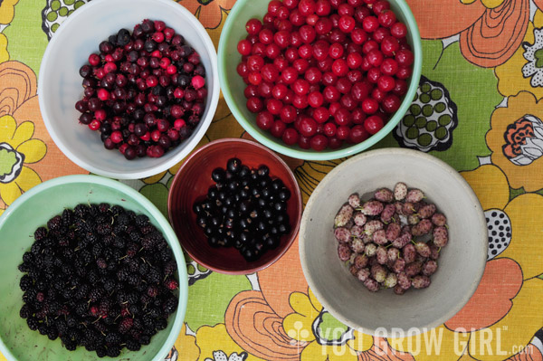 foraged_fruit