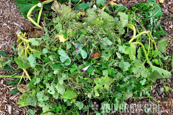 Fall Garden Cleanup