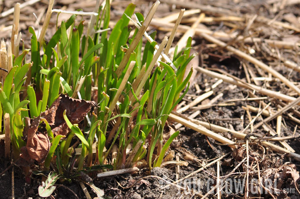 garlic_chives_emerging