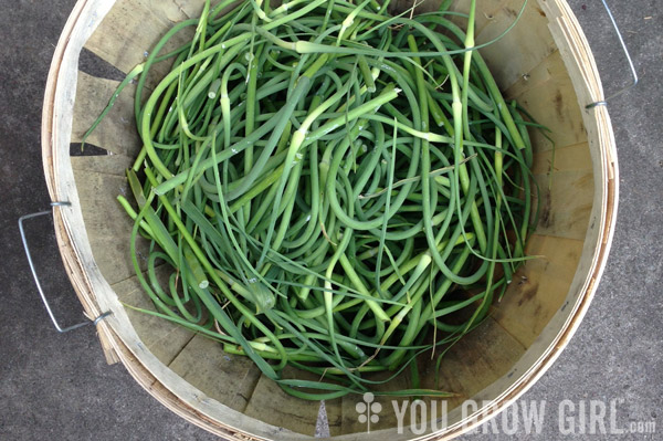 Garlic Scapes