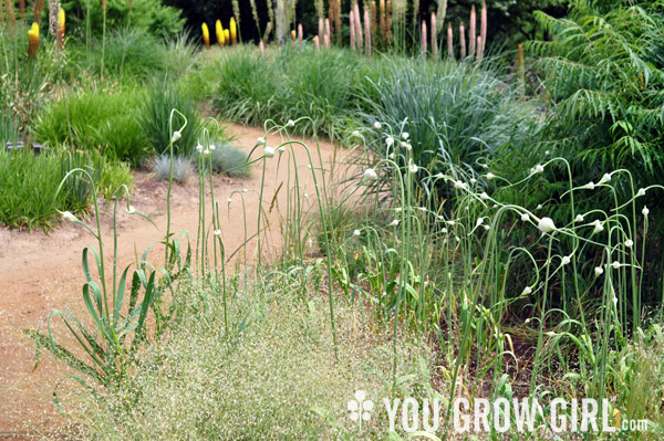 garlicscapes_denverbotanic