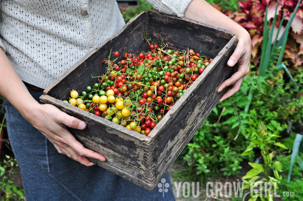 Gayla Trail with a box of freshly harvested currant tomatoes