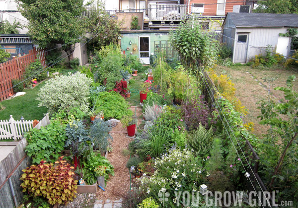 My Garden with Raised Beds in 2011