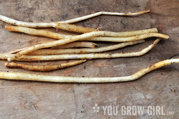 Grow Homegrown Ginger Root