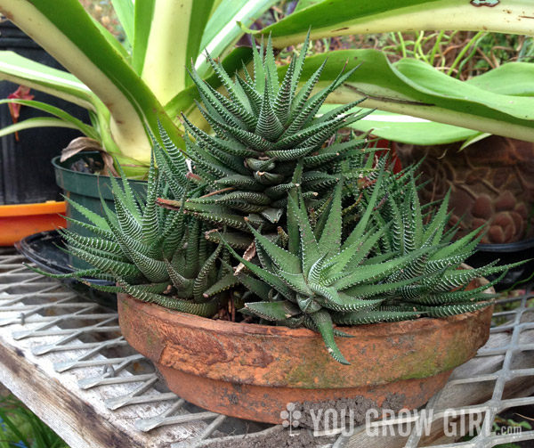 haworthia_tray