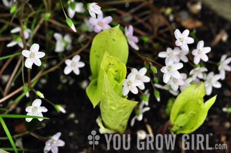 Hosta Claytonia 