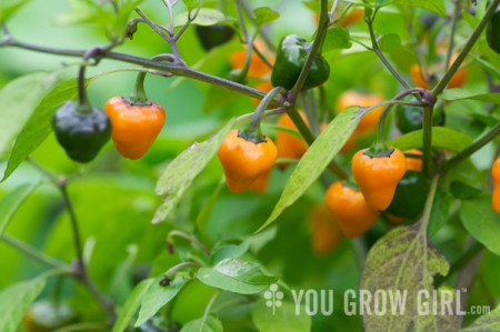 Food Worth Growing Golden Nugget Hot Pepper You Grow Girl