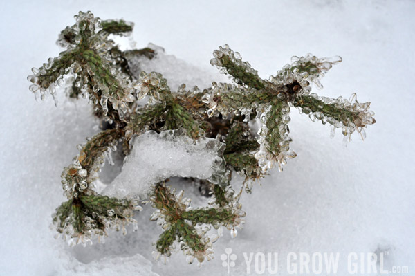 Santa Fe cholla frozen