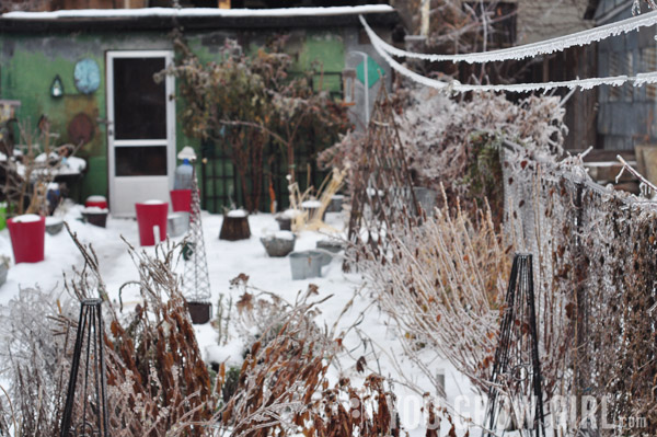 My Garden After an Ice Storm