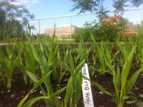 Peterborough Community Garden