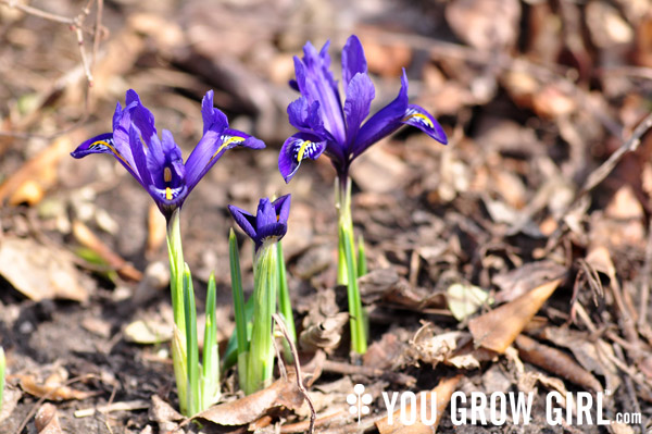 iris_reticulata_2015