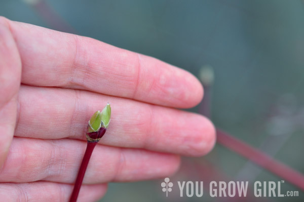 japanesemaple_buds