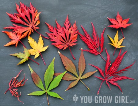 Autumn Acers on Fire – You Grow Girl