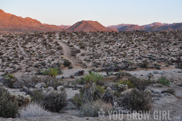 joshuatree