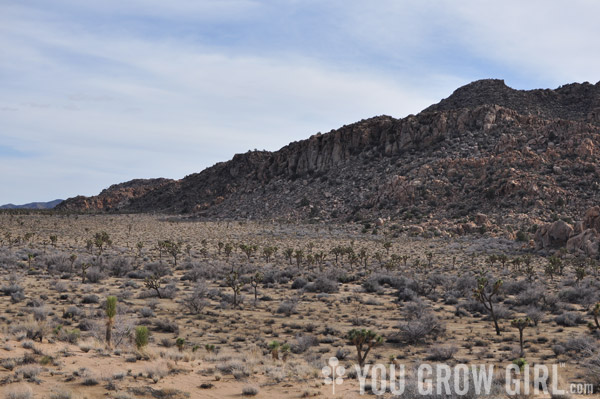 Joshua Tree