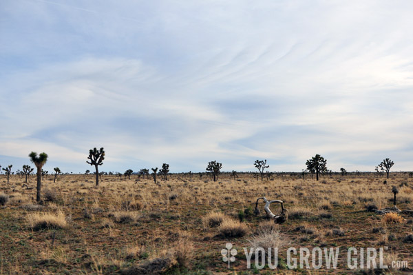 Joshua Tree