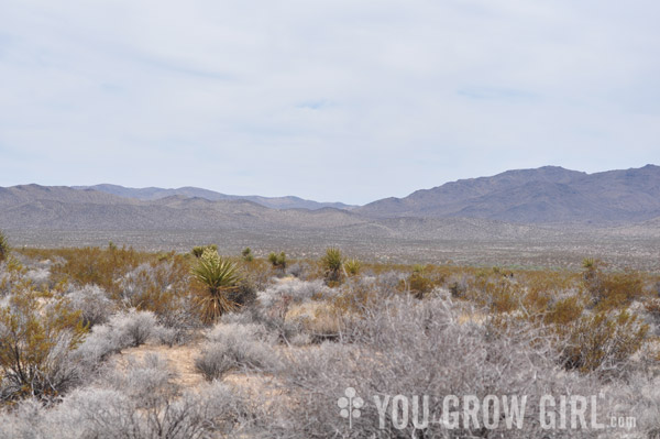 Joshua Tree National Park