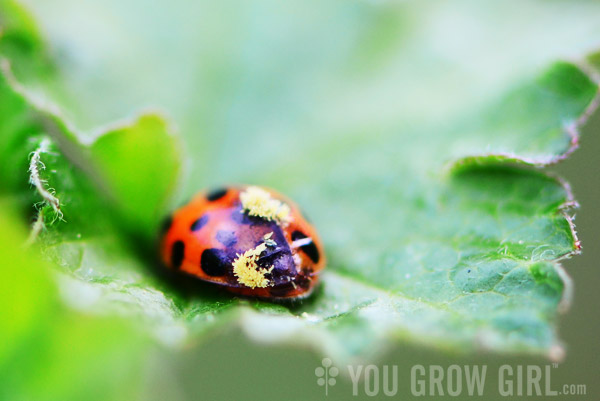 Parasitized Ladybug