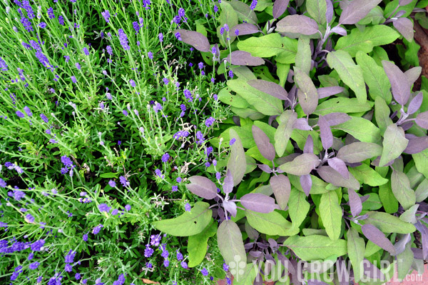 Lavender and Purple Sage