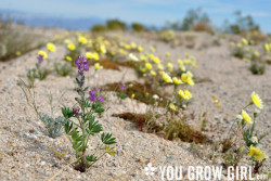 mojave desert wildflowers