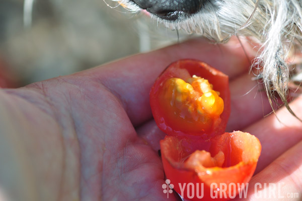 Molly eats a tomato