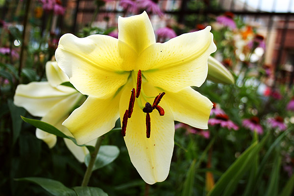 Mr Brown Thumb Lily