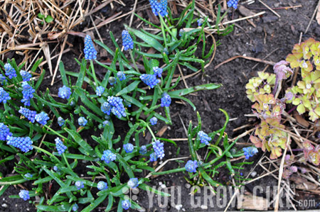 muscari_forced2