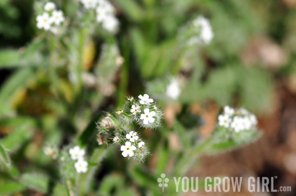 desert forgetmenot