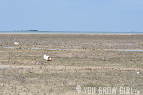 Oliphant Wetland